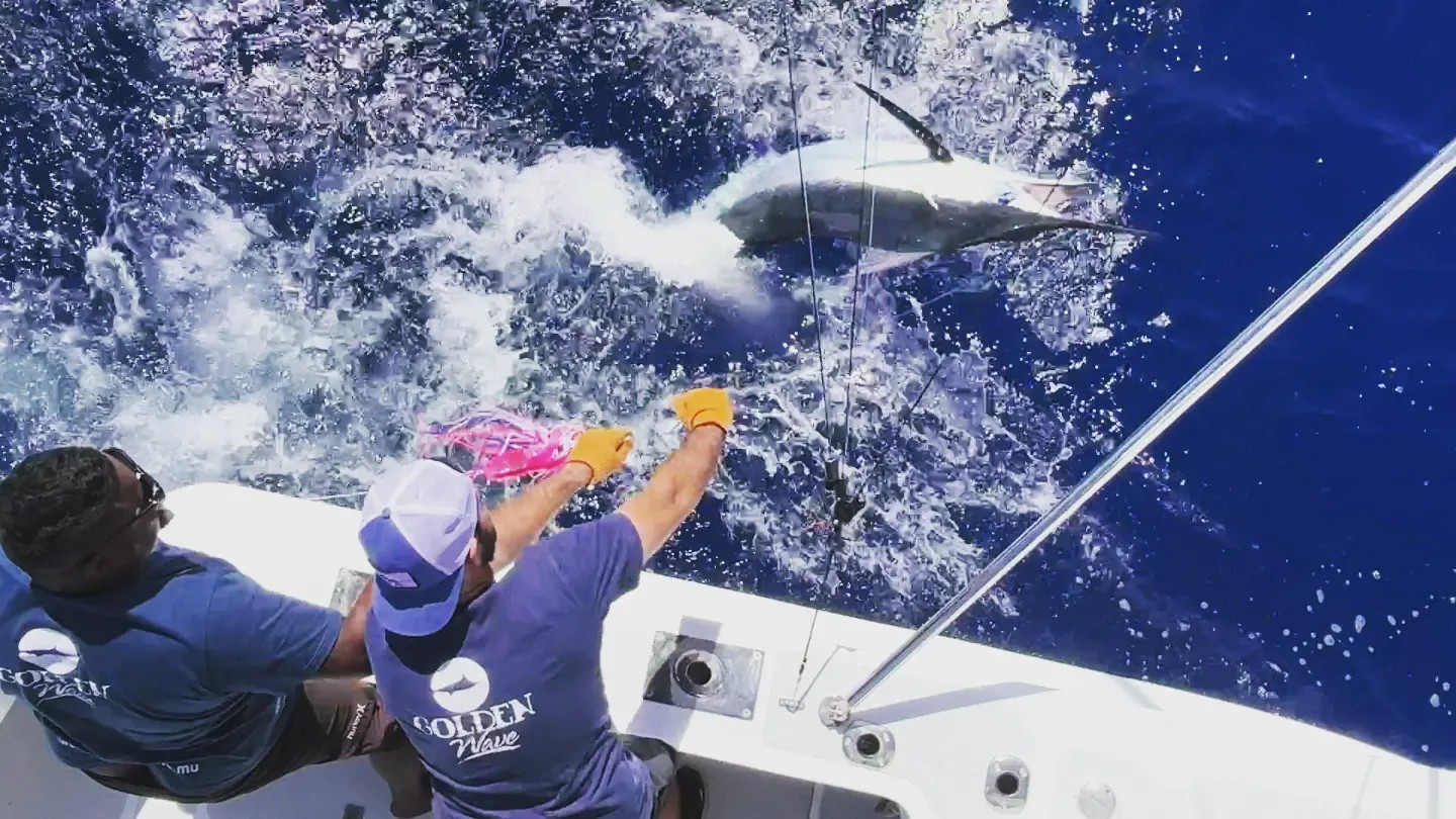 Blue marlin released 22/01/2024 aboard Golden Wave III Lure - Golden  Wave - Big Game Fishing in Mauritius - IGFA capt Vic